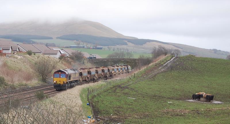 Cows don't trainspot: 66141 approaches New Cumnock on 6K16 Carlisle to Brownhill Dalry engineers train on 11th March 2012 Photo of Cows don't trainspot