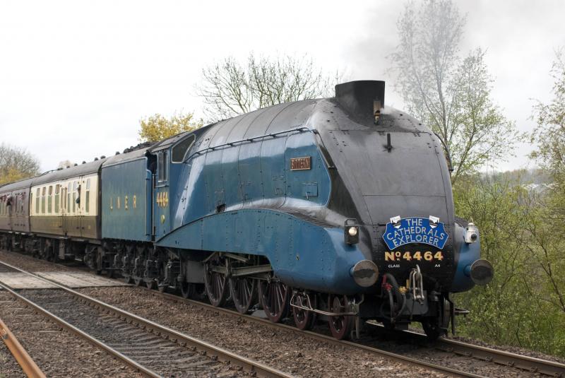 Photo of Bittern