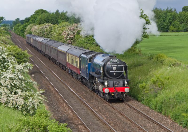 60163 Tornado: Tornado heads north at Forgandenny 15/06/13 Photo of 60163 Tornado
