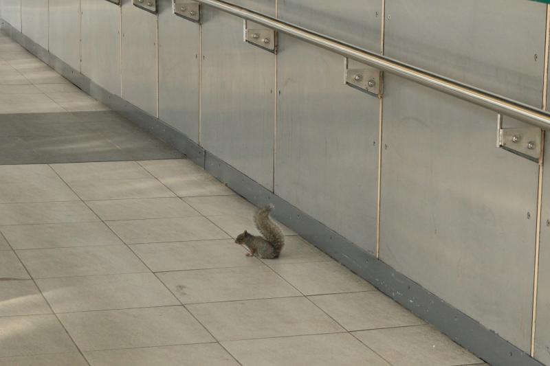 Unusual 4 legged animal in Waverley: This Grey Squirrel seen on the walkway in Waverley between Market St & the foot of Waverley steps on 11/05/2014 Photo of Unusual 4 legged animal in Waverley