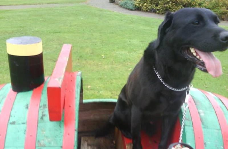 Max the train driver: Every one theres a new train driver in town!!
my dog max. Photo of Max the train driver