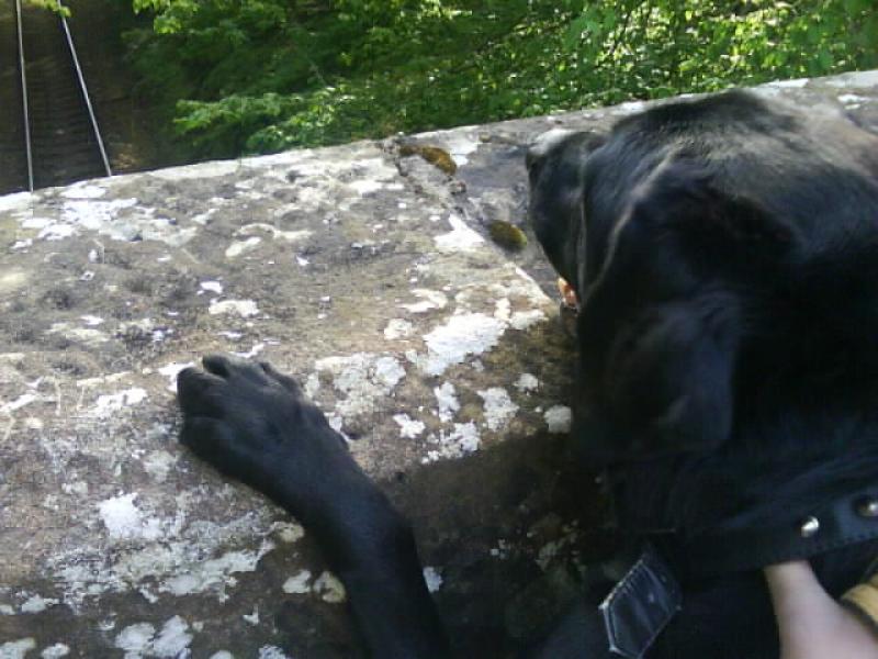 Max the train spotter!: Yes! a train spotter dog!
dogs can be train spotters to. Photo of Max the train spotter!