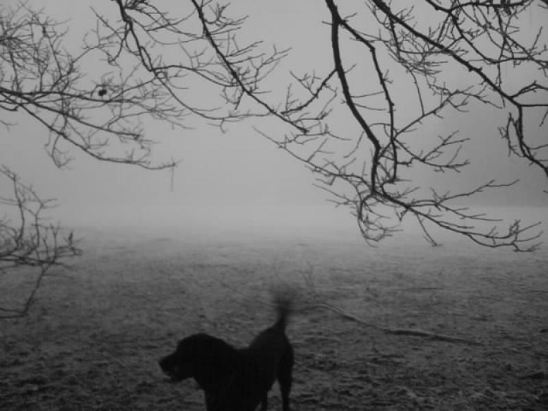 Lost dog: A lonely dog in the mist. Photo of Lost dog