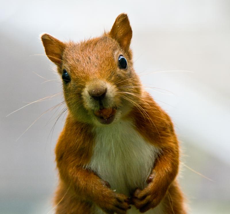 Merry Christmas: I'm nuts Photo of Merry Christmas