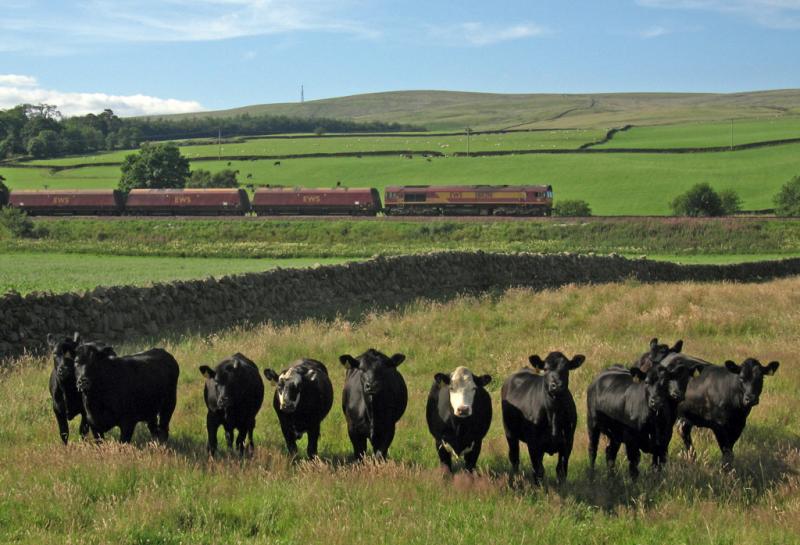 Truculent locals near Kirkconnel: Photo of Truculent locals near Kirkconnel